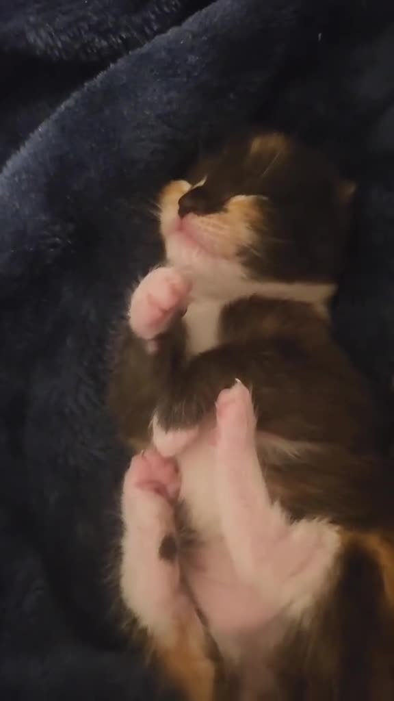 Maine Coon cats for sale: Maine Coon cross kittens  - Video 2
