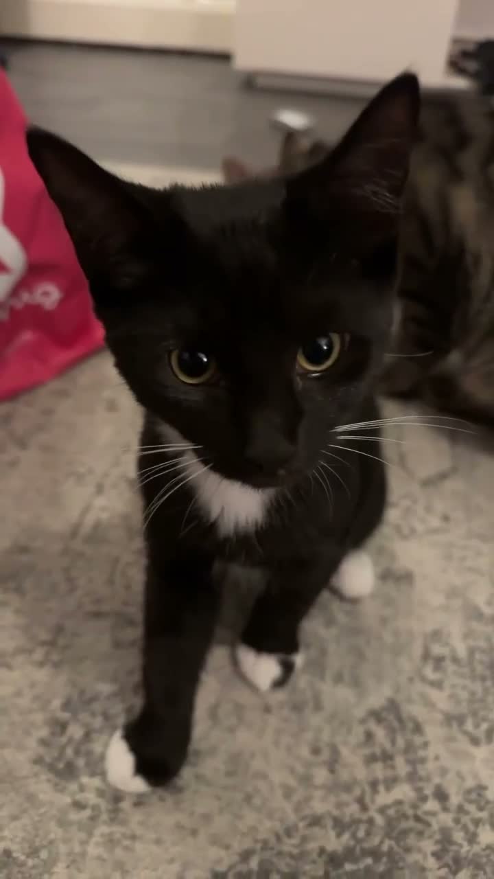 British Shorthair cats for sale: 2 Black and White Kittens - Video 2