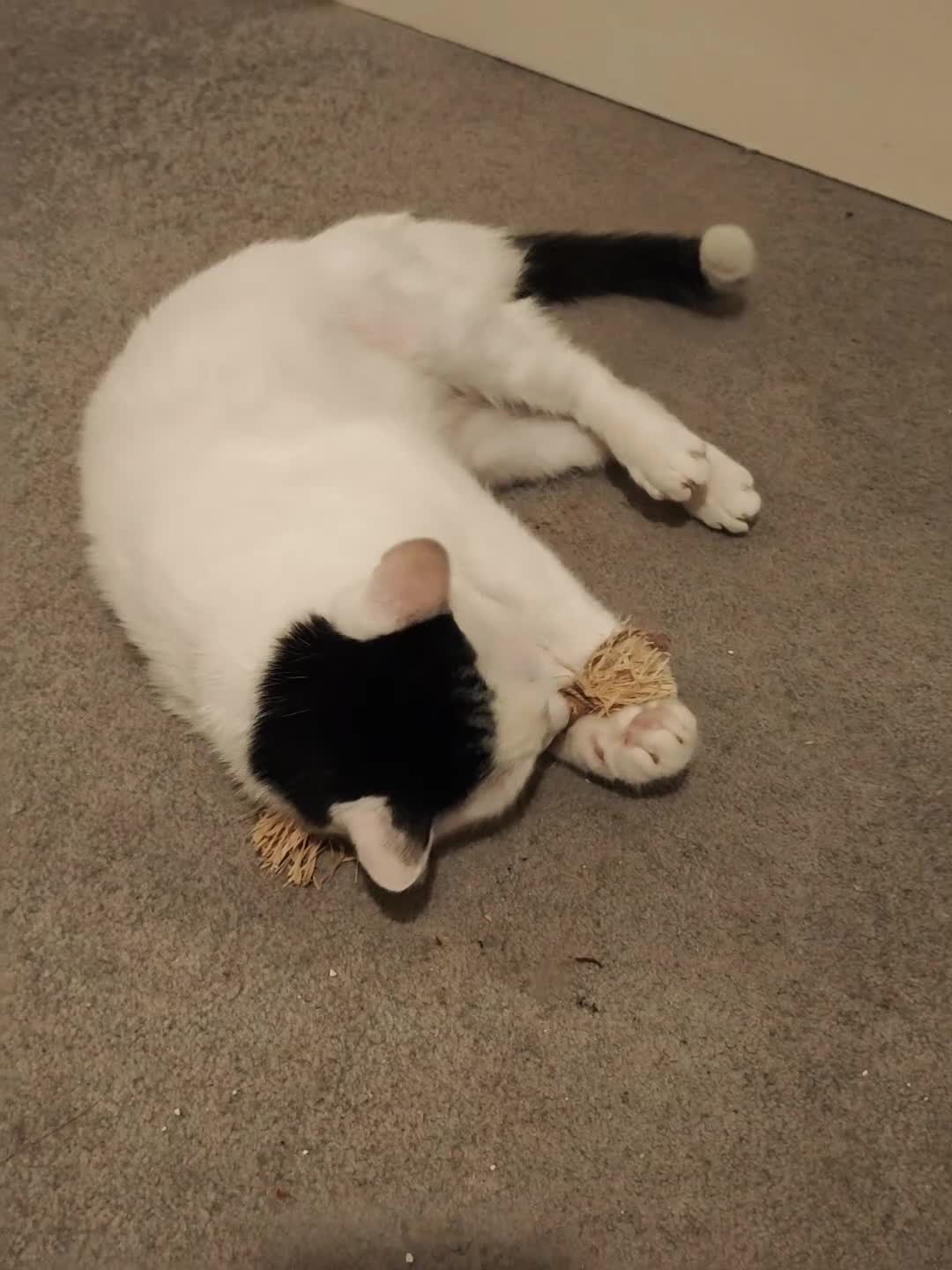 Mixed Breed cats for adoption: Loving Playful Beautiful Girl Mixed Breed  in Romford - Video 2