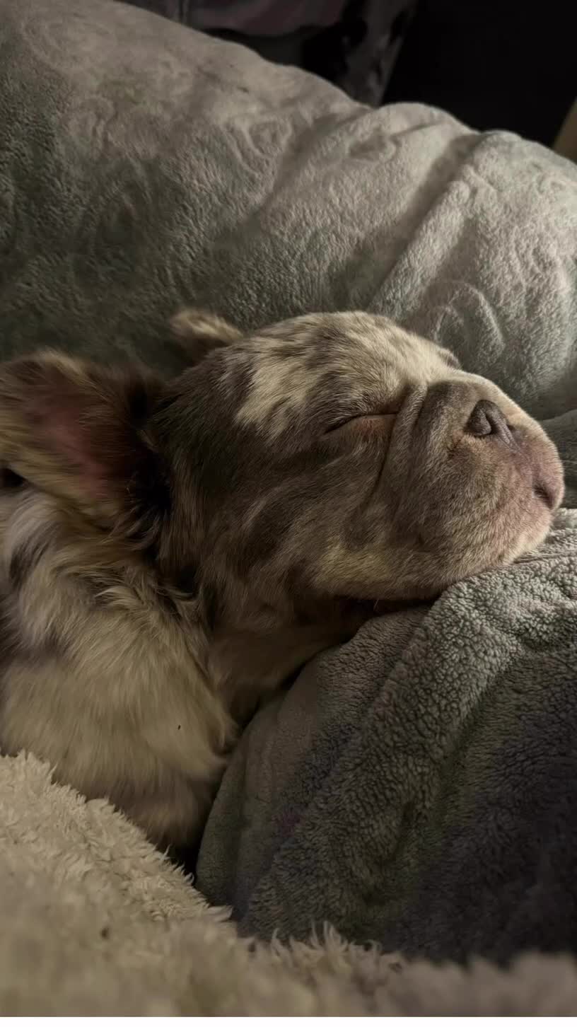 French Bulldog dogs for stud: Lilac Merle Full Fluffy French bulldog STUD - Video 1