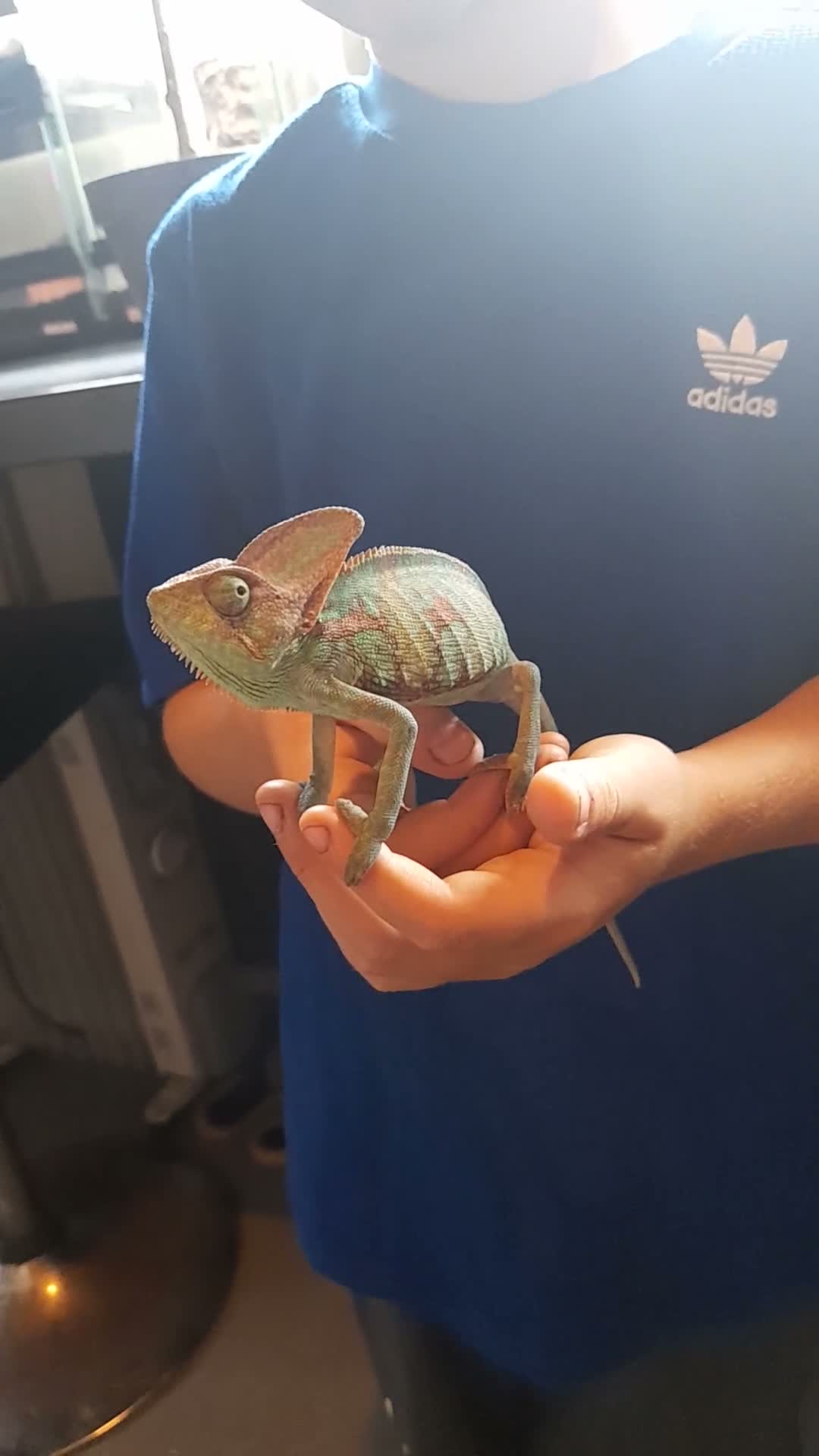 Chameleon reptiles for sale: Veiled chameleons  - Video 1