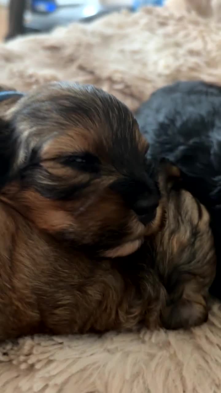 Mixed Breed dogs for sale: 🐶 Cockapoo × Shih Tzu Puppies Ready September  - Video 5