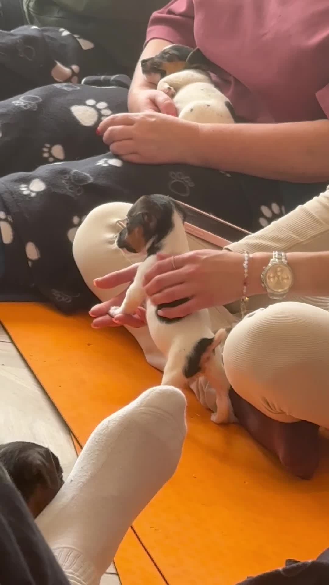 Jack Russell dogs for sale: Traditional Jack Russell Puppies  - Video 1