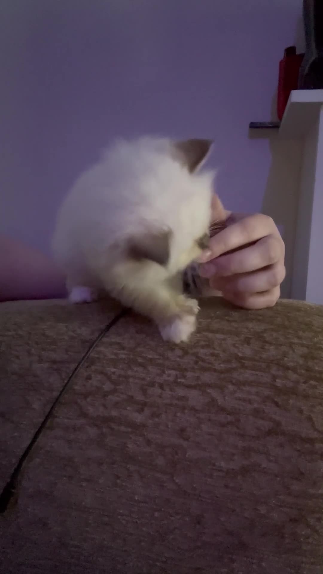 Ragdoll cats for sale: GCCF Chocolate mitted male - Video 1