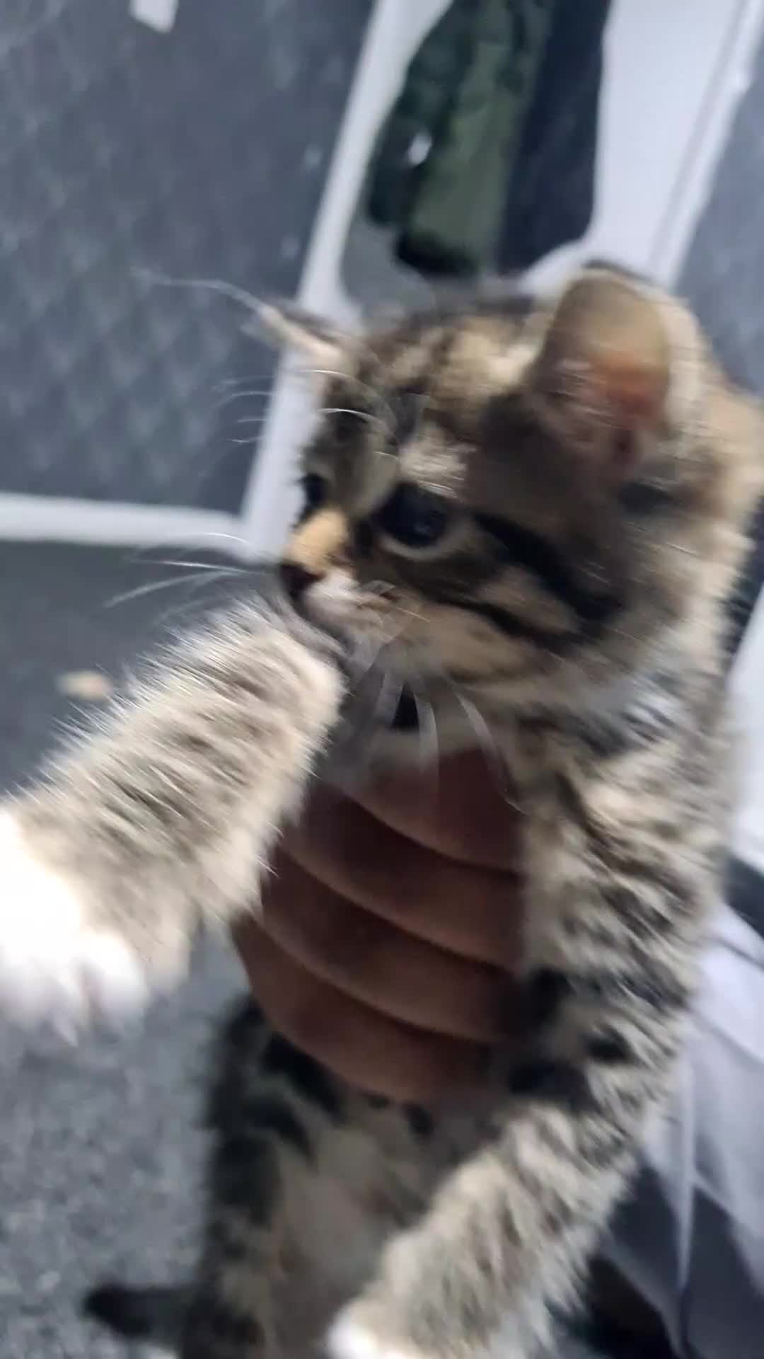 Mixed Breed cats for sale: Kittens - Video 3