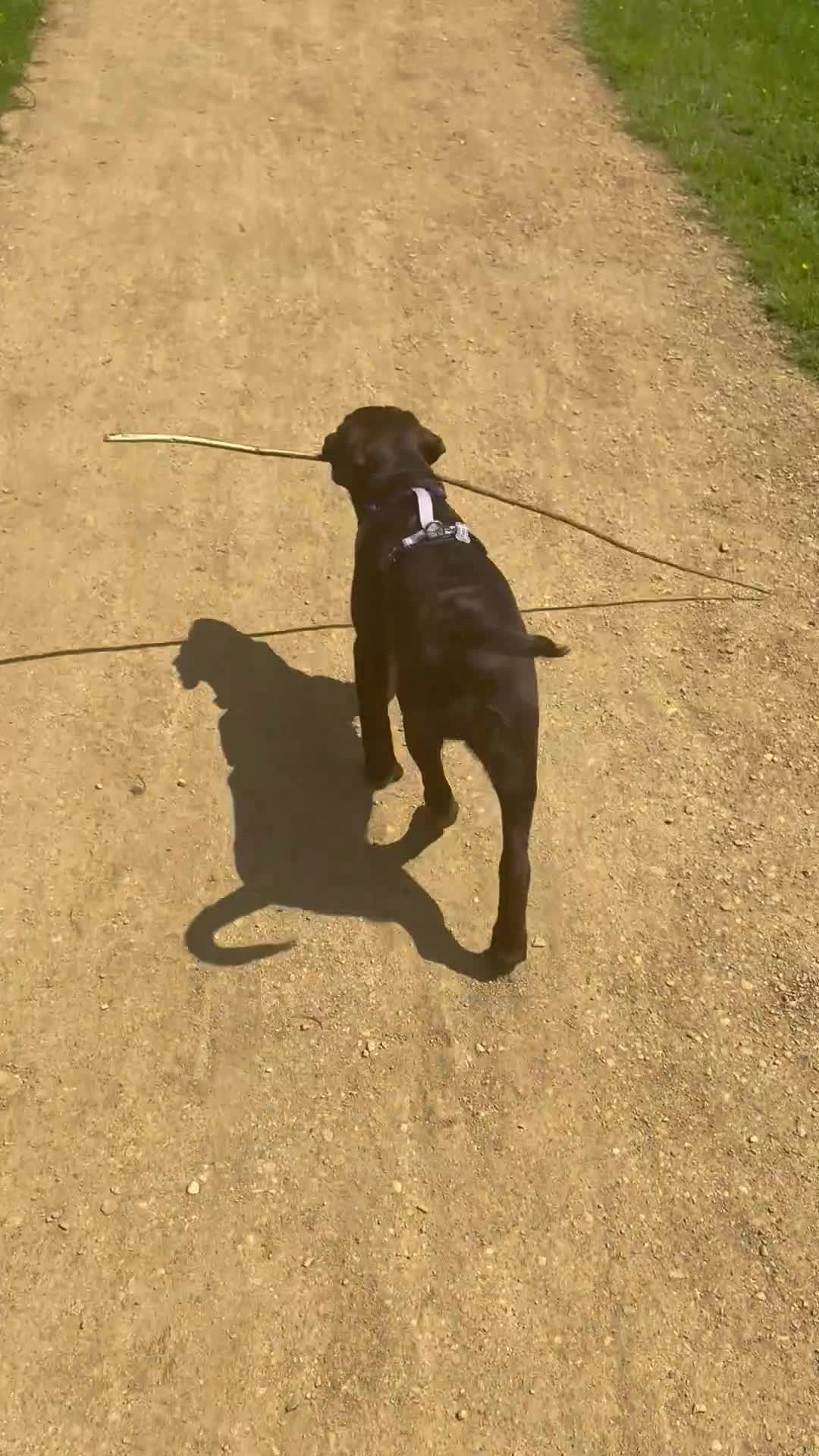 Labrador Retriever dogs for sale: 6 month old pure breed chocolate lab in Exeter - Video 2