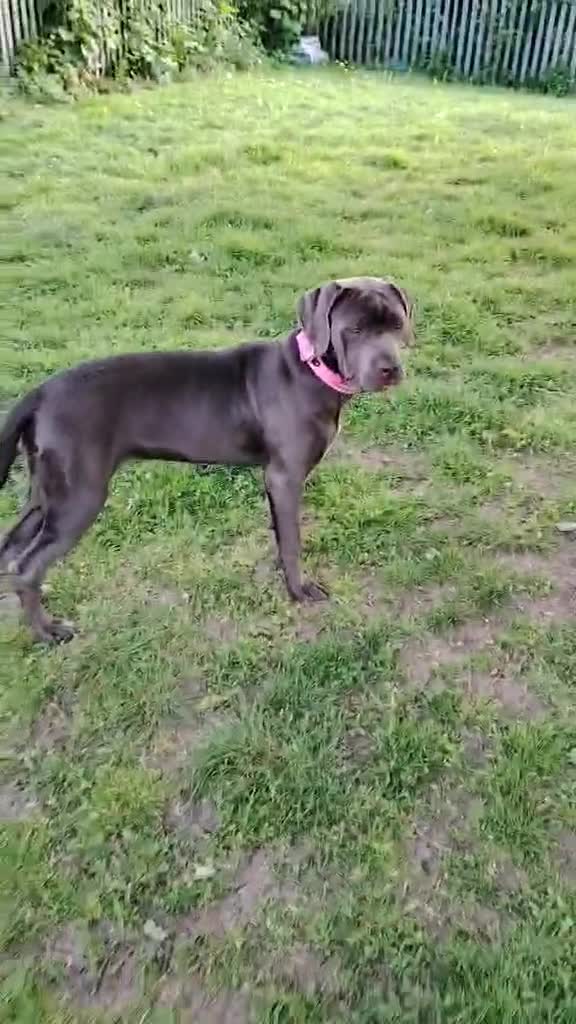Cane Corso dogs for sale: CANE CORSO BLUE FEMALE PUPPY 4 MONTHS OLD - Video 1