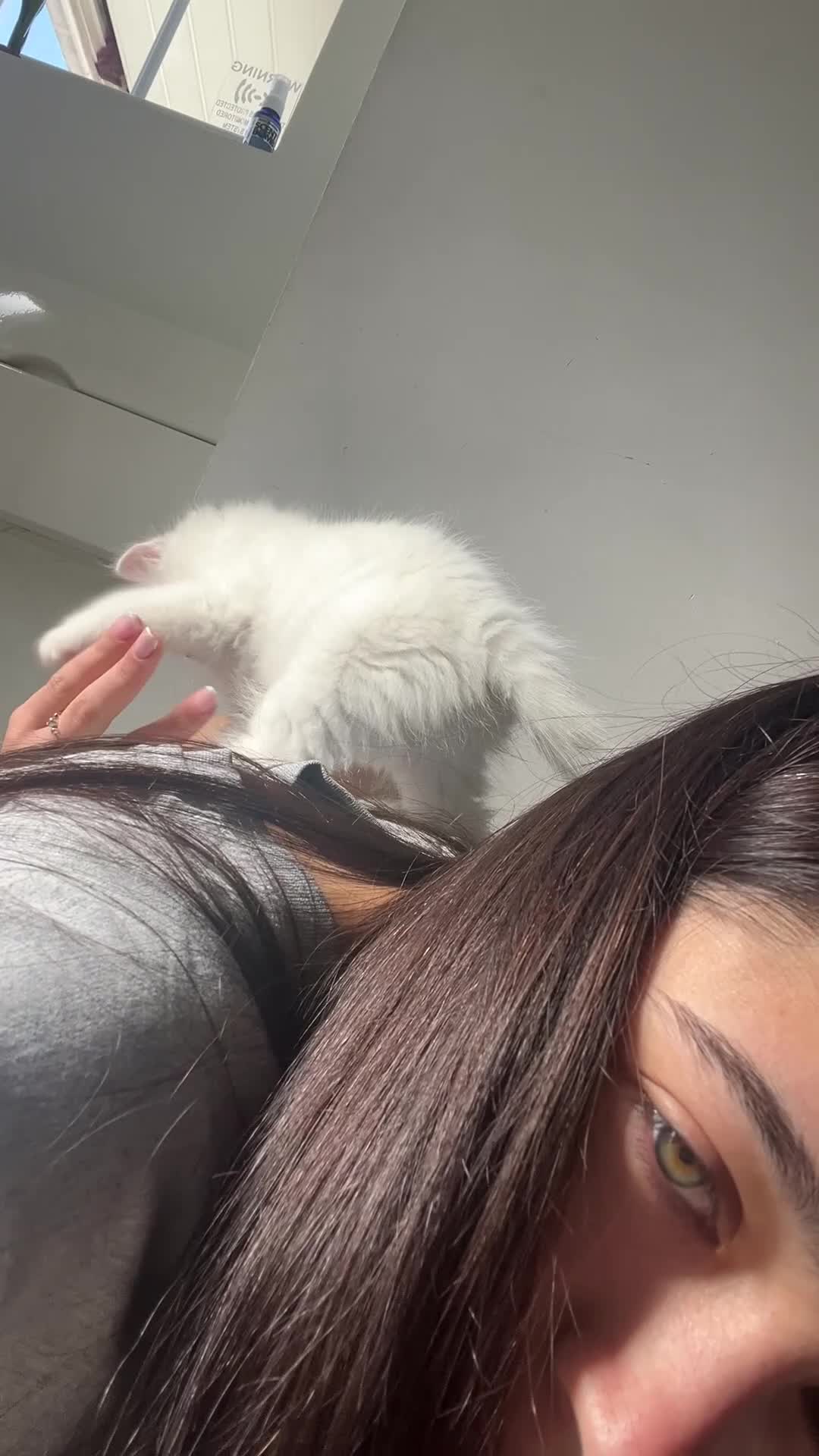 Turkish Angora cats for sale: Turkish Angora Playful Kittens - Video 1