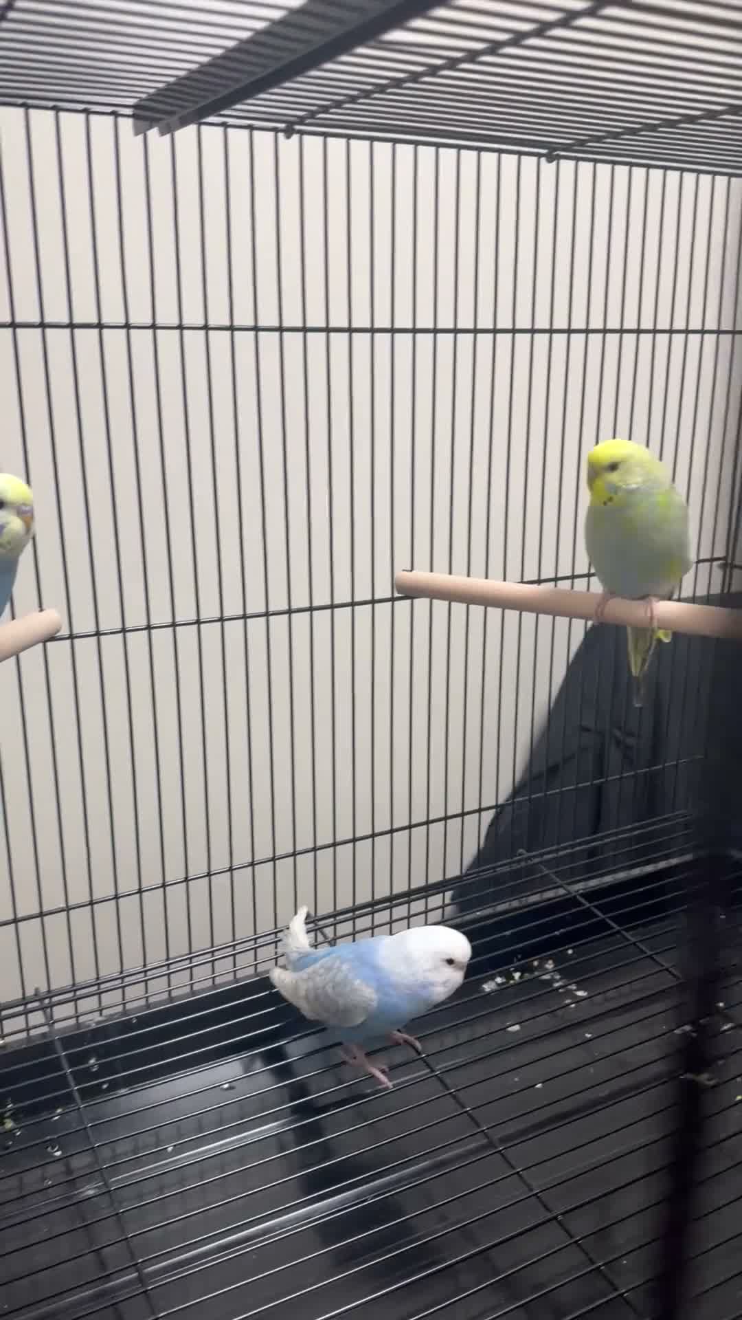 Budgerigars birds for sale: 🐦 BEAUTIFUL BUDGIES – READY FOR NEW HOMES 🐦 in Enfield - Video 2
