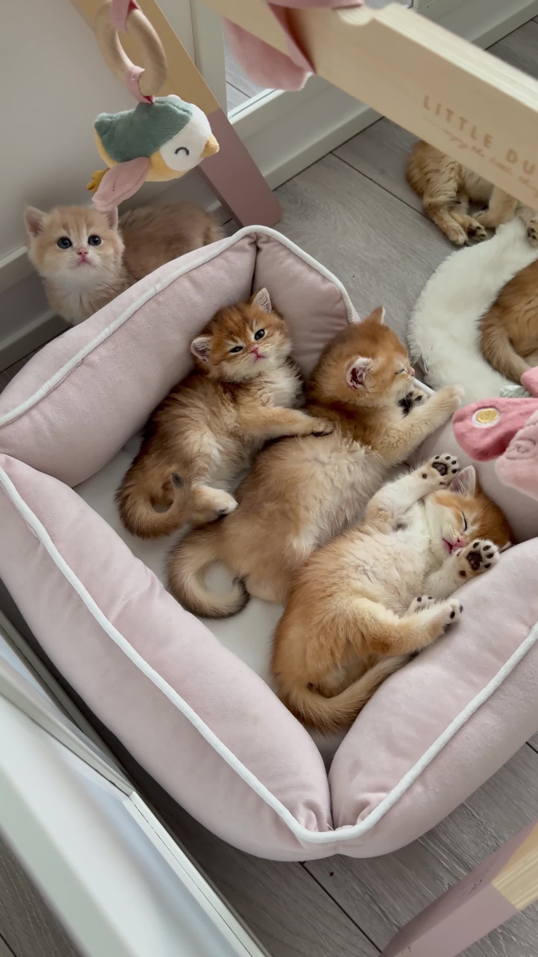 Brazilian Shorthair cats for sale: Golden British Shorthair kittens - Video 3