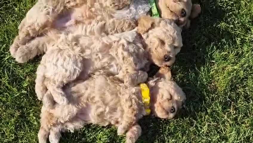 Poochon dogs for sale: Beautiful Poochon Puppies  in Carmarthen - Video 1
