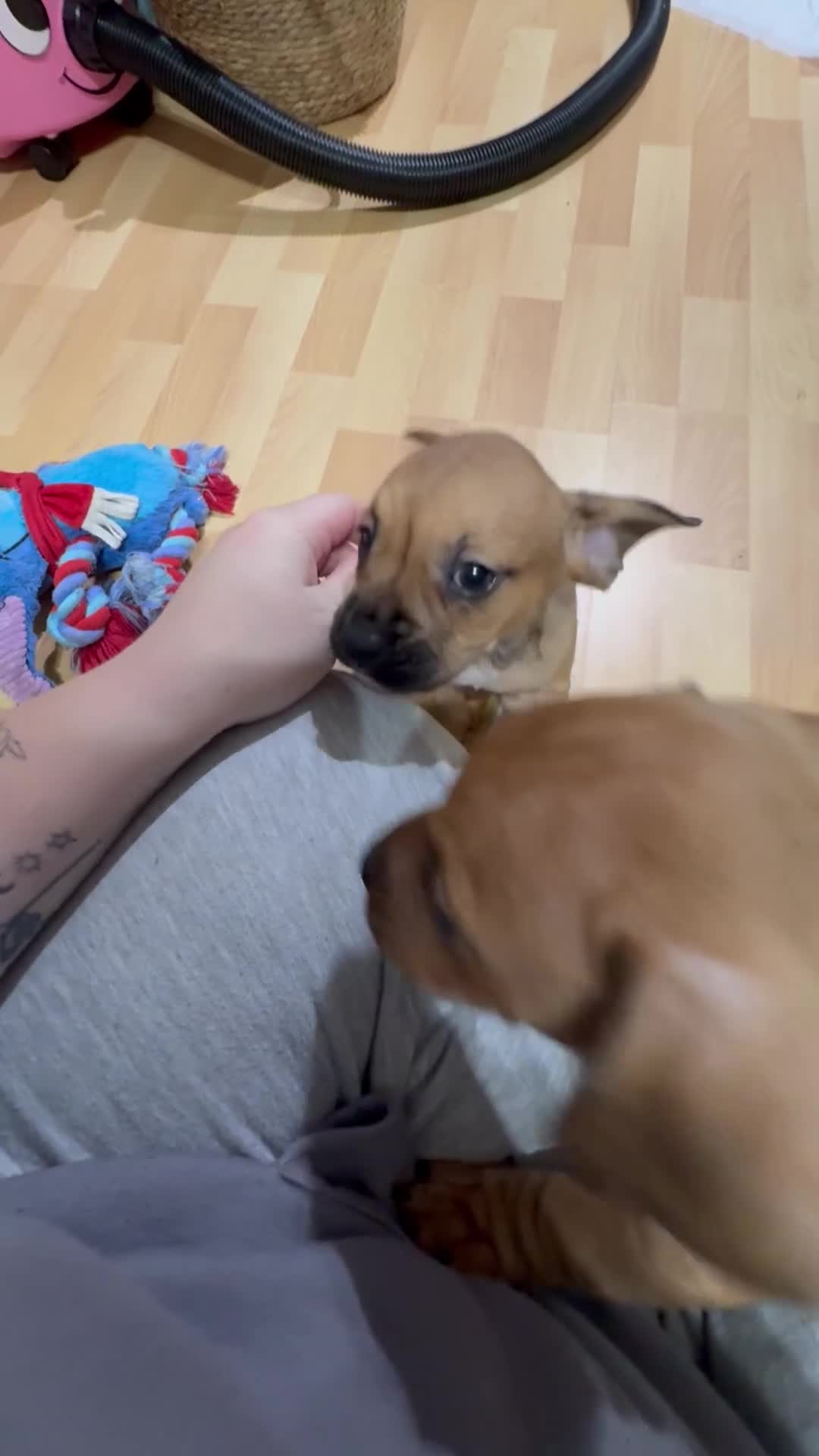 Mixed Breed dogs for sale: French bulldog x Dachshund  - Video 1