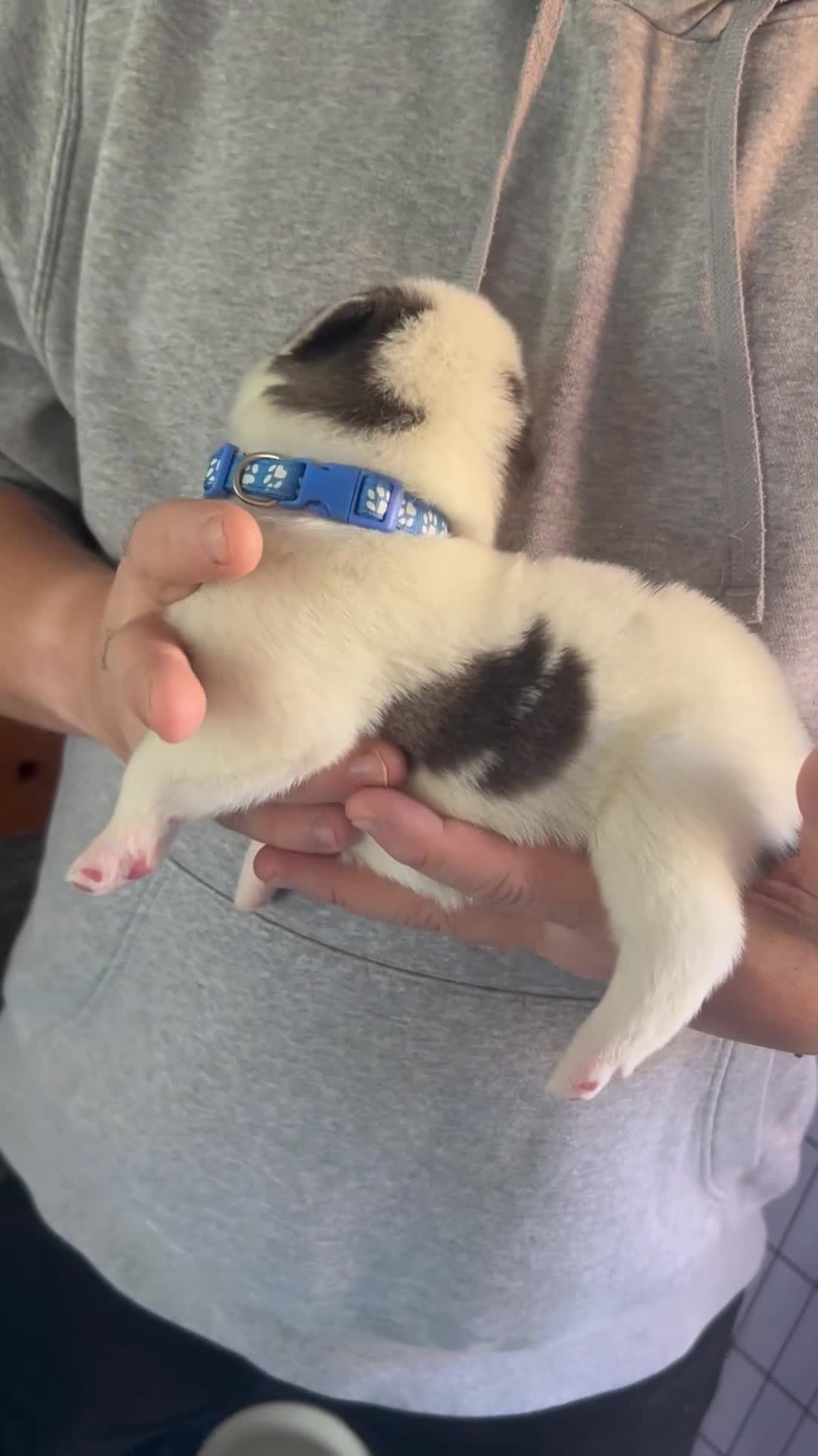 Siberian Husky dogs for sale: Rare piebald husky puppies have now arrived  - Video 4