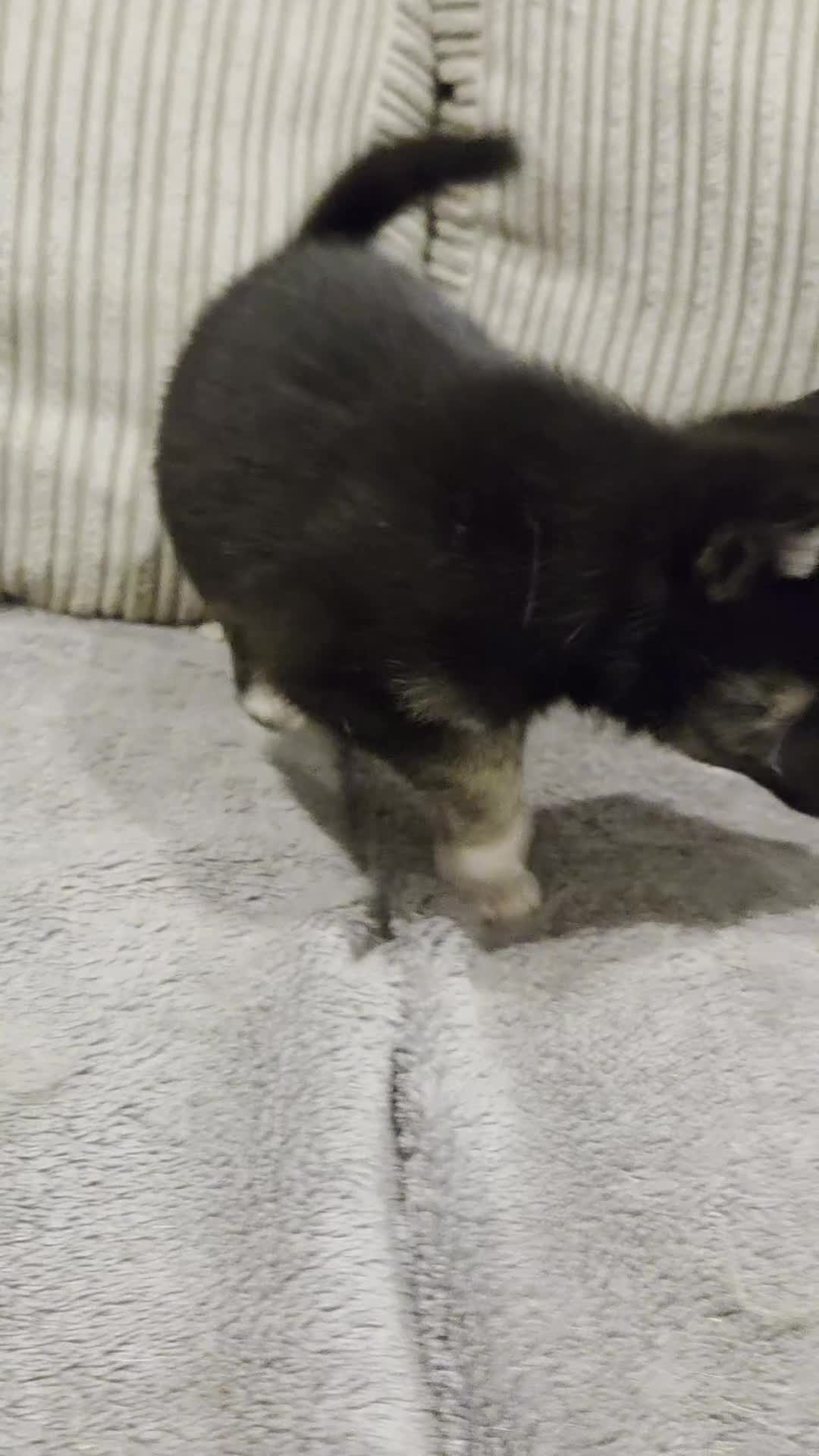 Mixed Breed dogs for sale: Husky X Border collie - Video 1