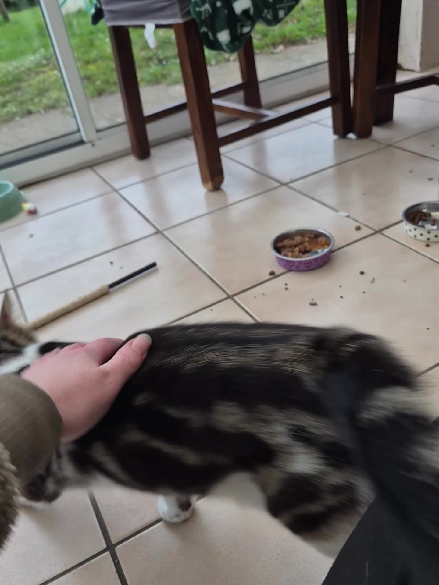 Mixed Breed cats for sale: 7 month old kitten looking for home in Walsingham - Video 2