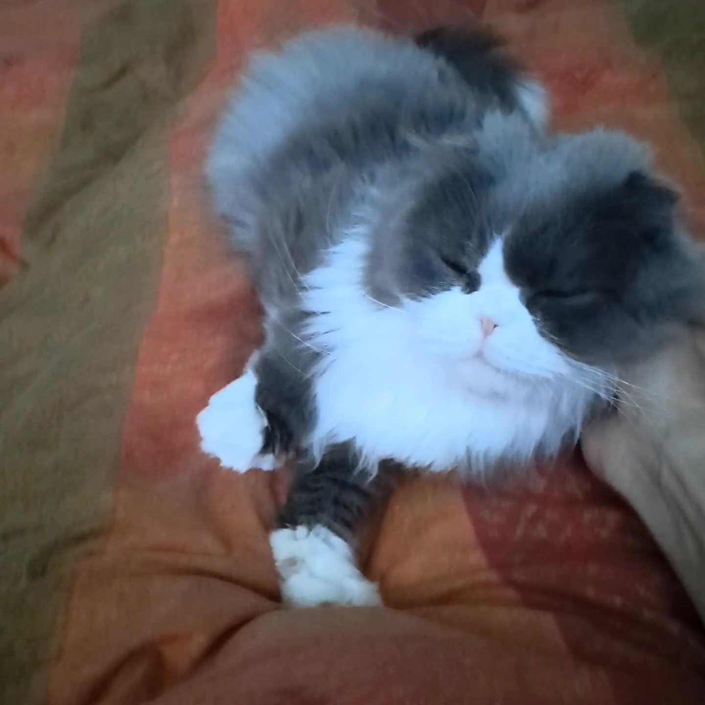 Scottish Fold cats for sale: TICA Registered: Scottish Fold Neutered Young Girl - Video 1