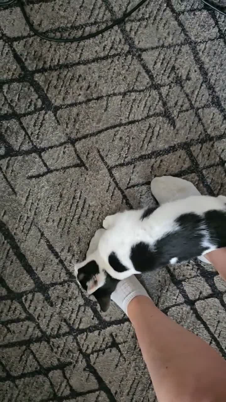 Mixed Breed cats for sale: Beautiful black and white male  - Video 1
