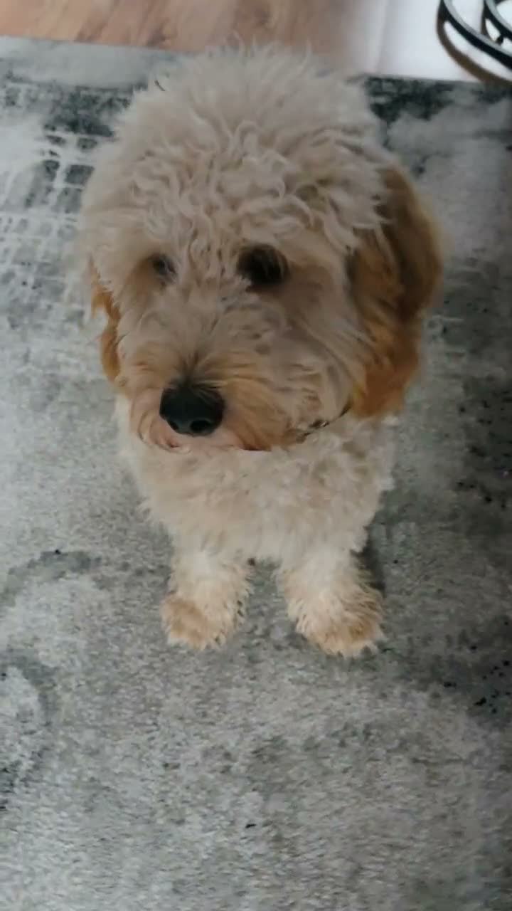 Cavapoo dogs for sale: Cavapoo 7 months old family dog - Video 1