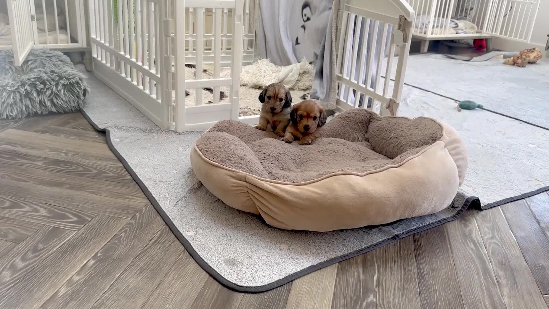 Miniature Dachshund dogs for sale: Beautiful KC reg Miniature Dachshund Bubbies - Video 2