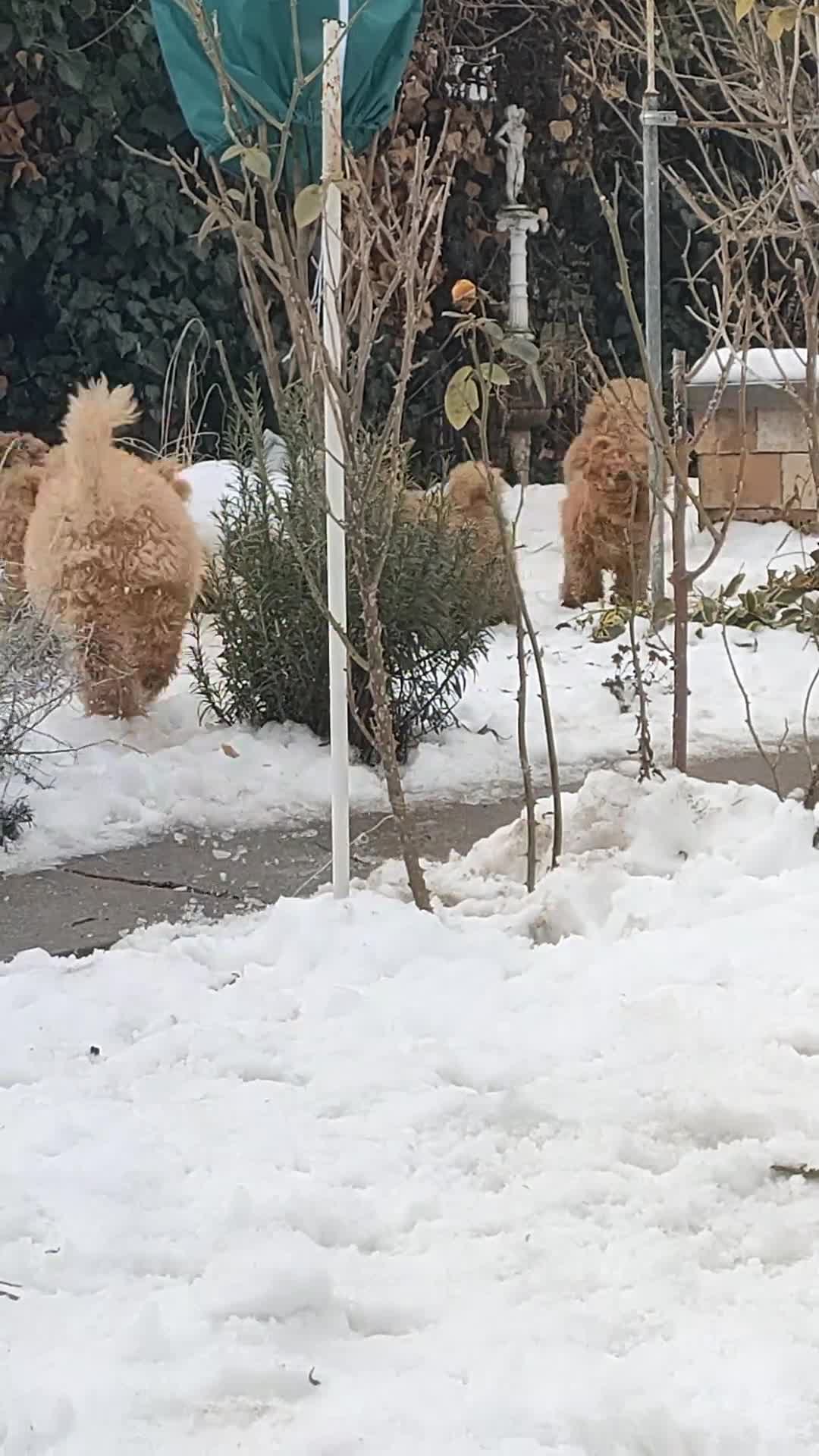 Miniature Poodle dogs for sale: Miniature poodle for sale - Video 1