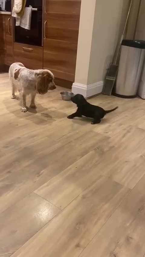 Cocker Spaniel dogs for sale: Cocker Spaniel Puppies - Video 4