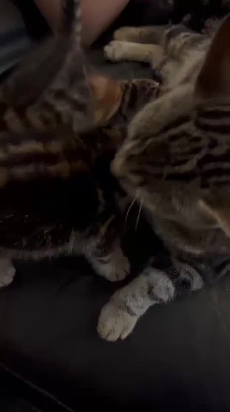 Mixed Breed cats for sale: Beautiful full marble/stripy kittens - Video 1