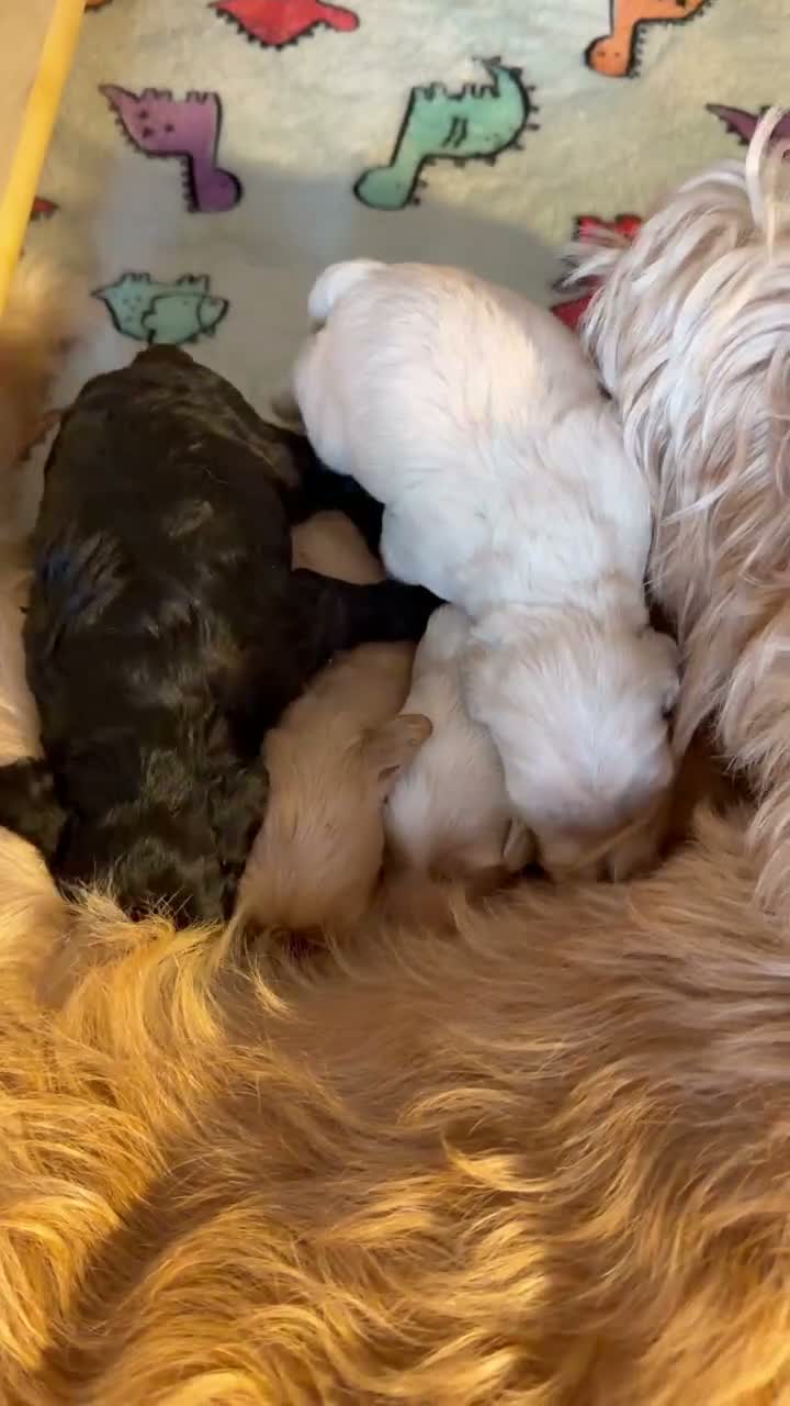 Cockapoo dogs for sale: Beautiful cockapoo puppies 🐶  - Video 1