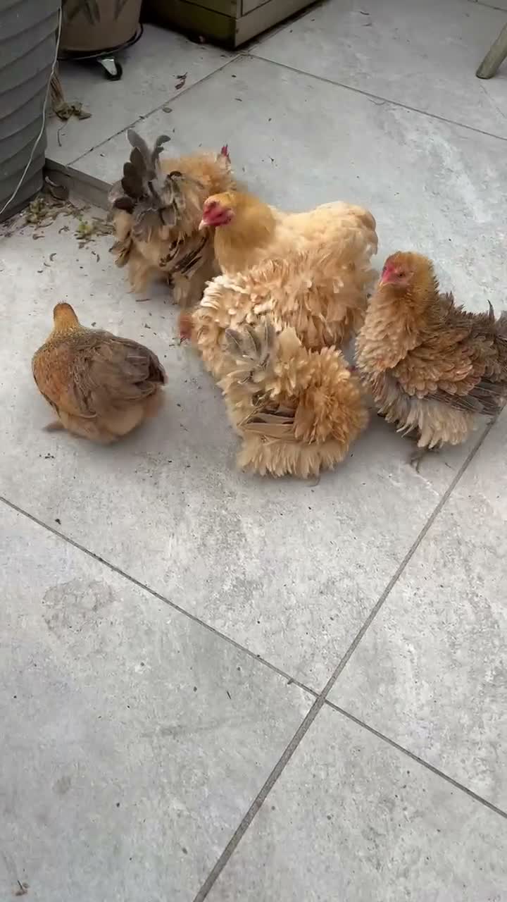 Chickens poultry for sale: 💕 Beautiful Frizzle and Smooth Pekins 💕 - Video 1