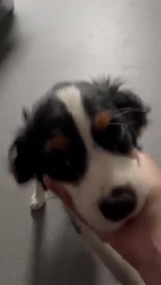 Cavalier King Charles Spaniel dogs for sale: 1 Tri Chocolate Carrier Health Tested Parents - Video 1