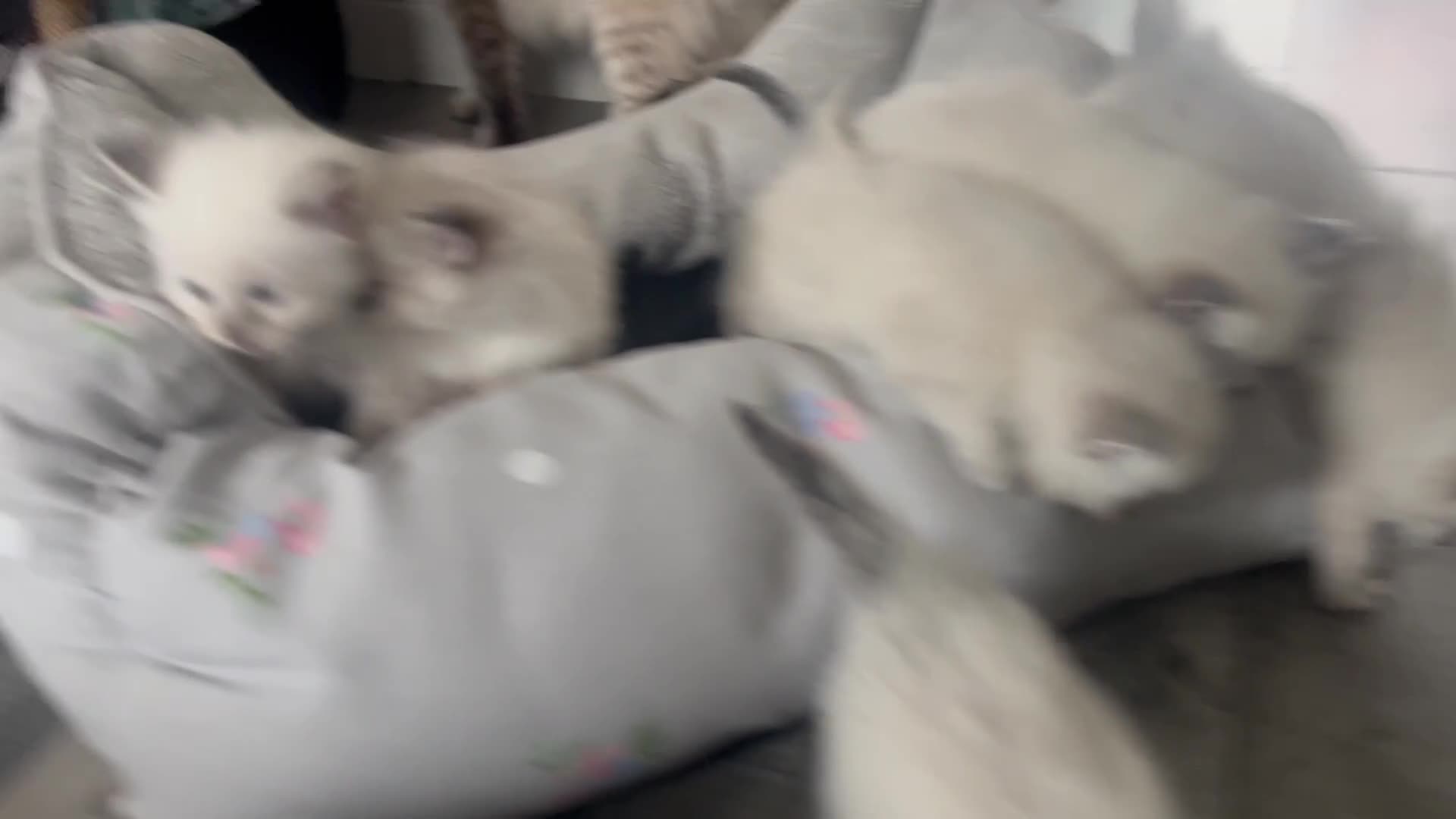 Ragdoll cats for sale: Fluffy ragdoll kitty’s  - Video 2