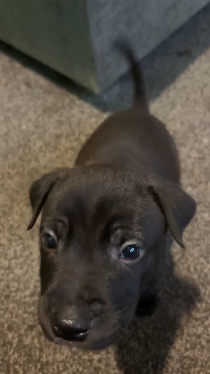 Mixed Breed dogs for sale: 1 CHUNKY BOY LEFT!!!  10 beautiful pups!!  - Video 2