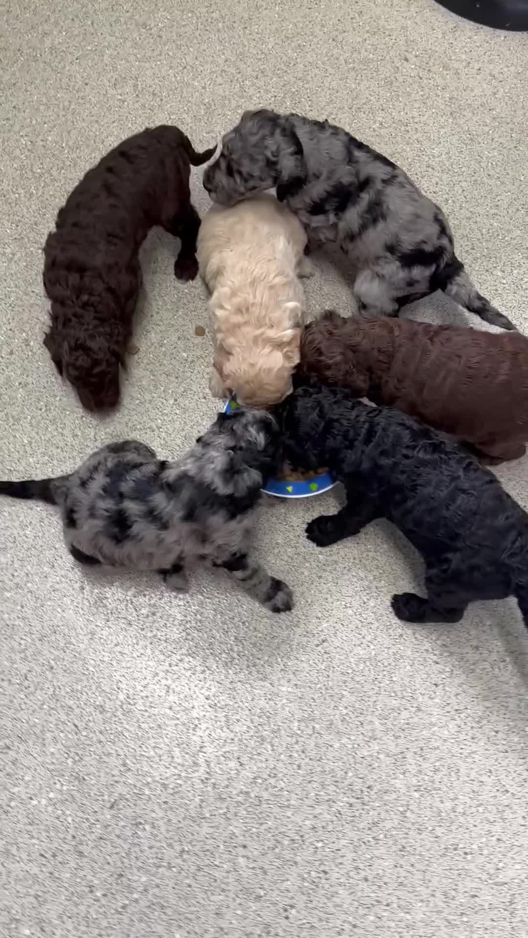 Labradoodle dogs for sale: LABRADOODLE & POODLE Ready Now - Video 4