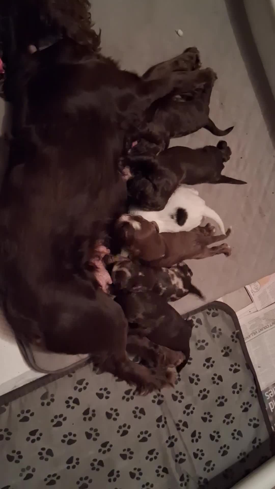 Cocker Spaniel dogs for sale: Cocker Spanial Puppies - Video 1