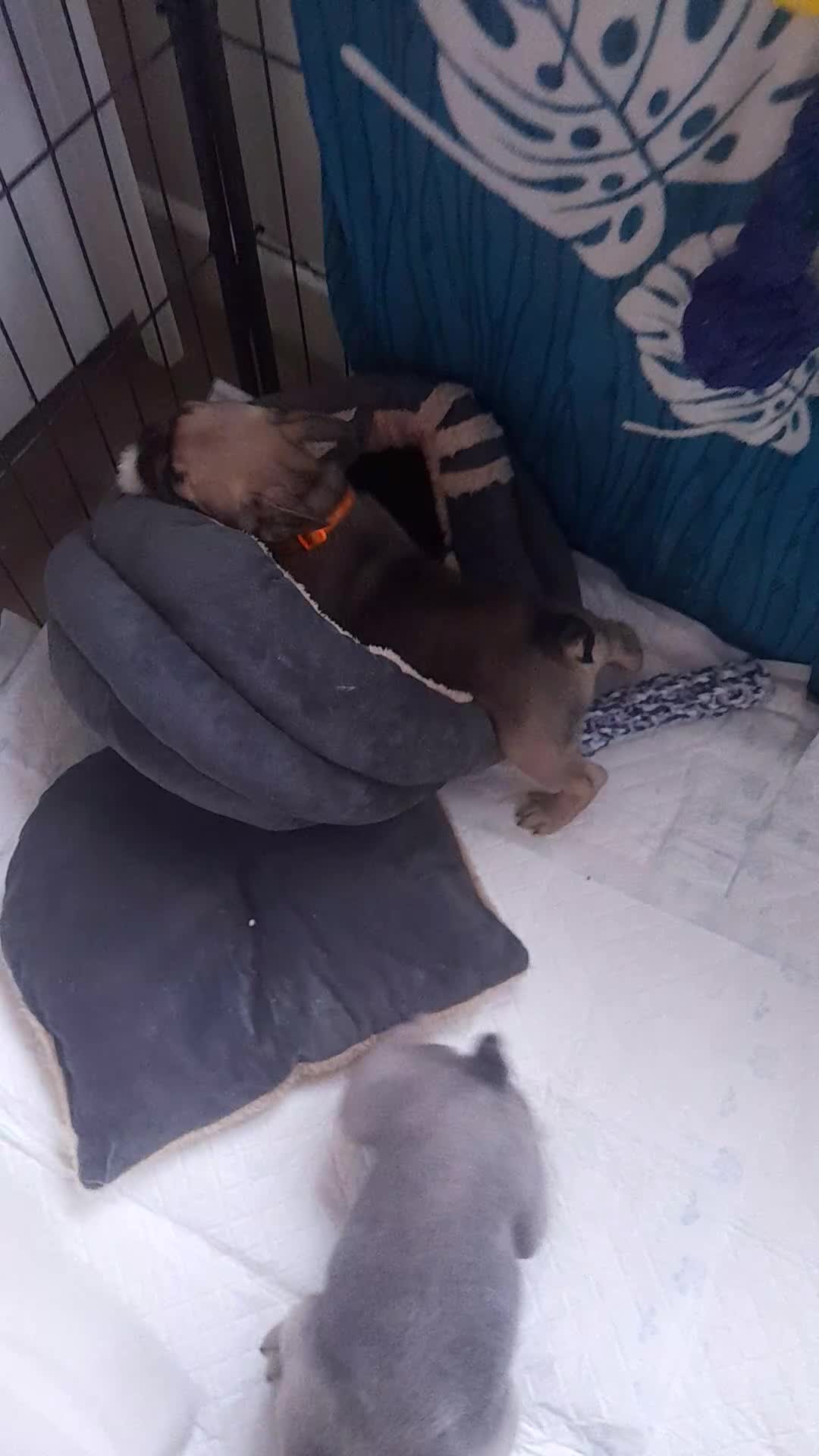 French Bulldog dogs for sale: French bulldog puppies - Video 1