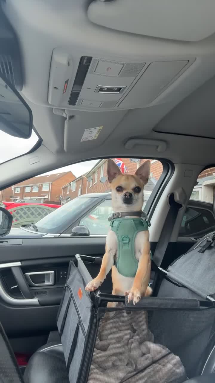 Chihuahua dogs for sale: Hi my name is Caspian - Video 1