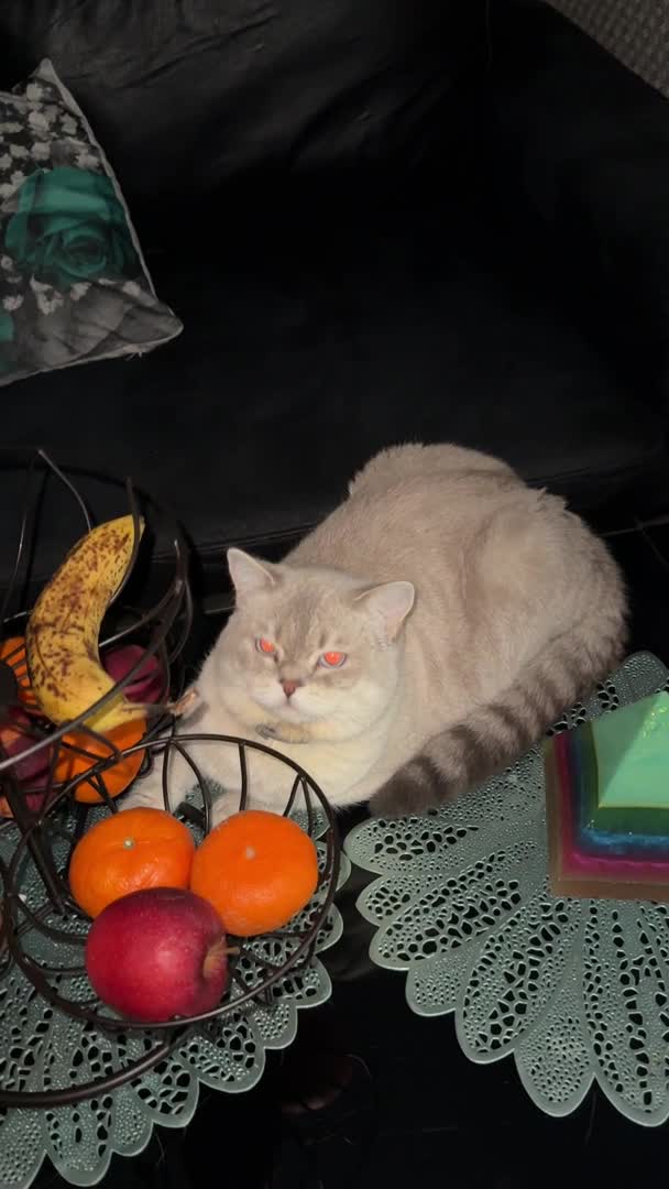 Scottish Fold cats for stud: Lovely Scottish Straight boy for stud in Milton Keynes - Video 4