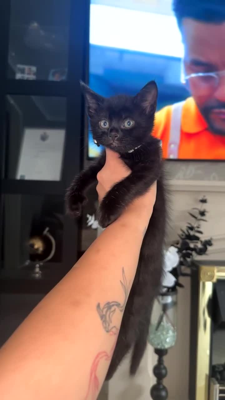 Mixed Breed cats for sale: Scar & Bella  - Video 1