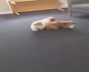 Shih Tzu dogs for sale: 2 female shih tzu puppies left - Video 1