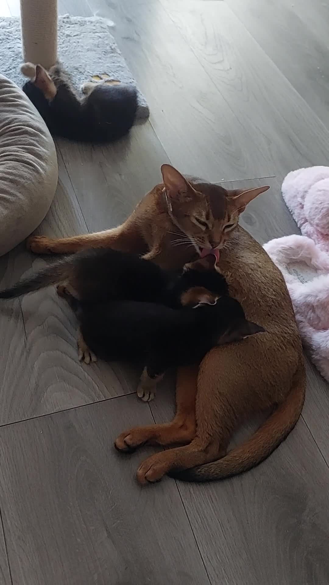 Abyssinian cats for sale: Beautiful mixed breed kittens  - Video 1