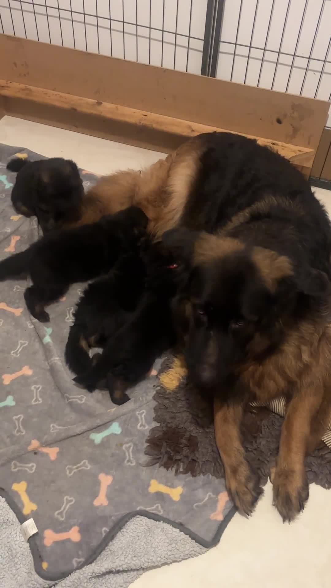 German Shepherd dogs for sale: Big,beautiful,wolf eyes puppies  - Video 2