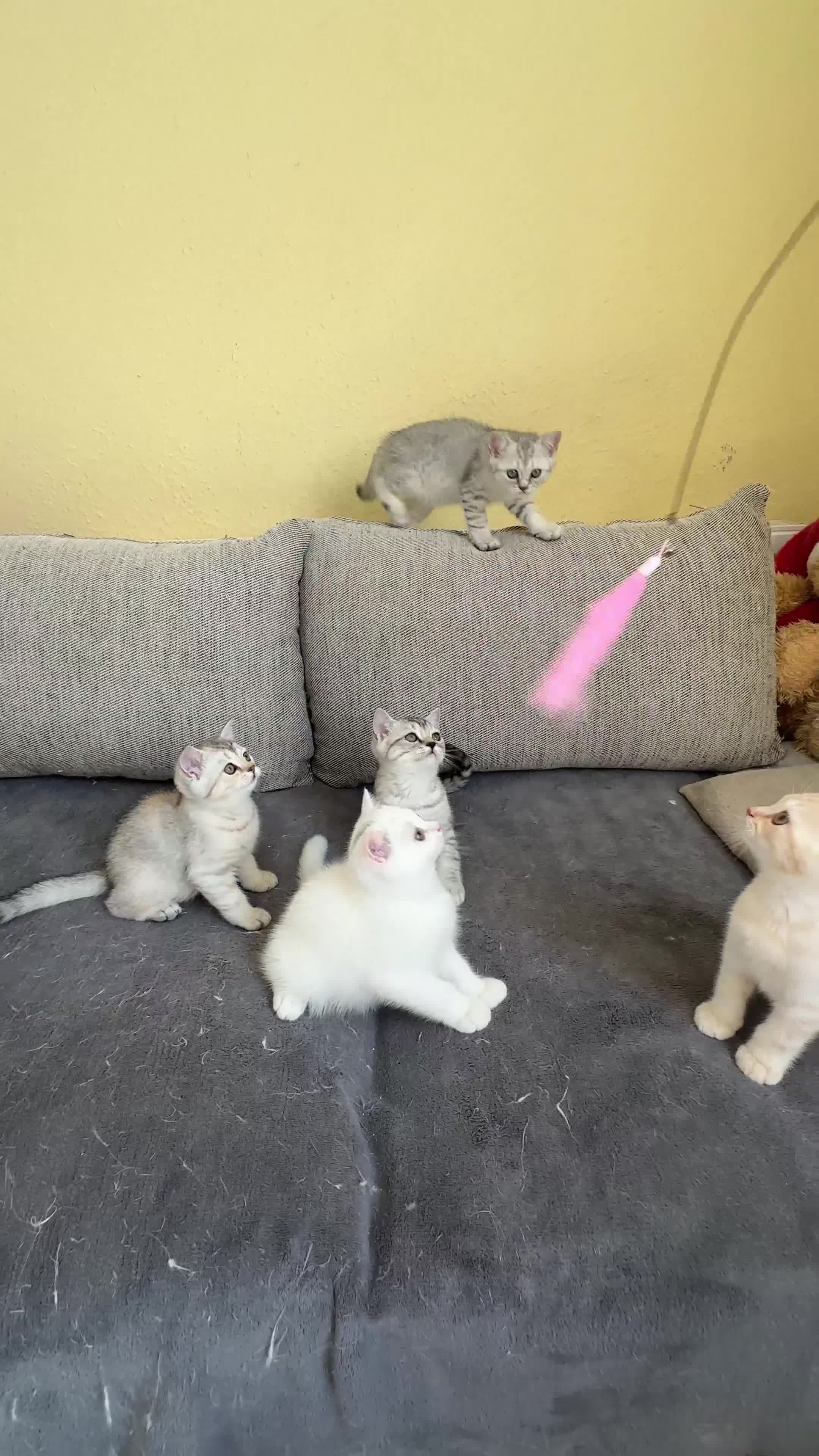 British Shorthair cats for sale: Stunning British Shorthair Kittens & adule cat - Video 2