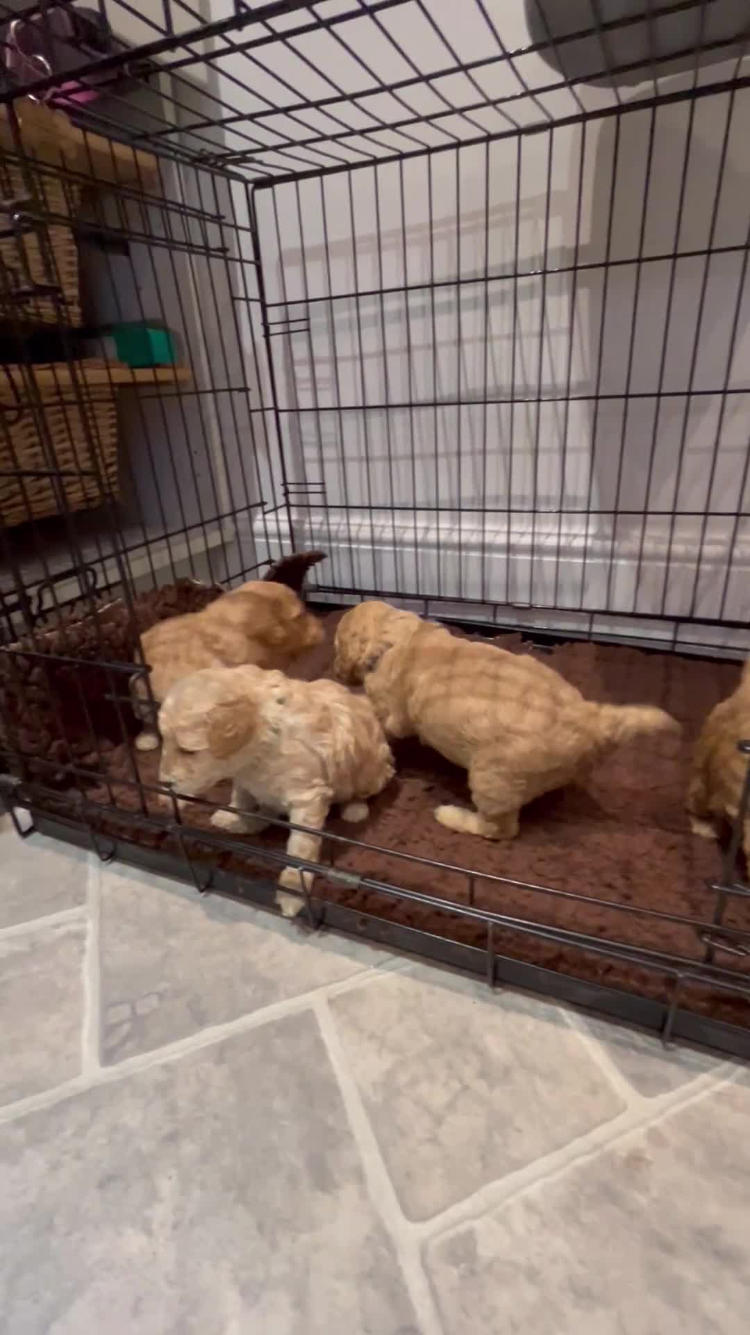 Cockapoo dogs for sale: Beautiful Cockapoo Puppies  - Video 1