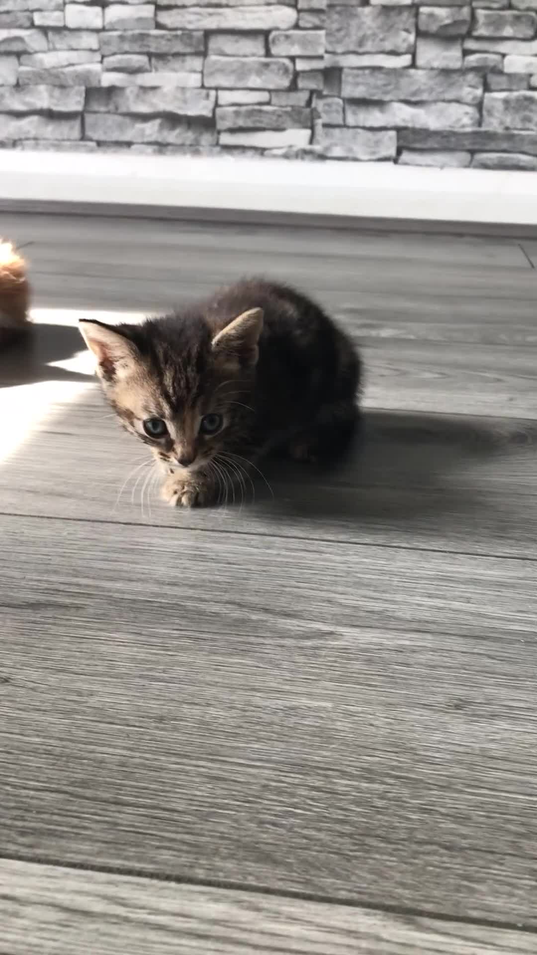 Mixed Breed cats for sale: Tabby girl kitten available ready now - Video 1