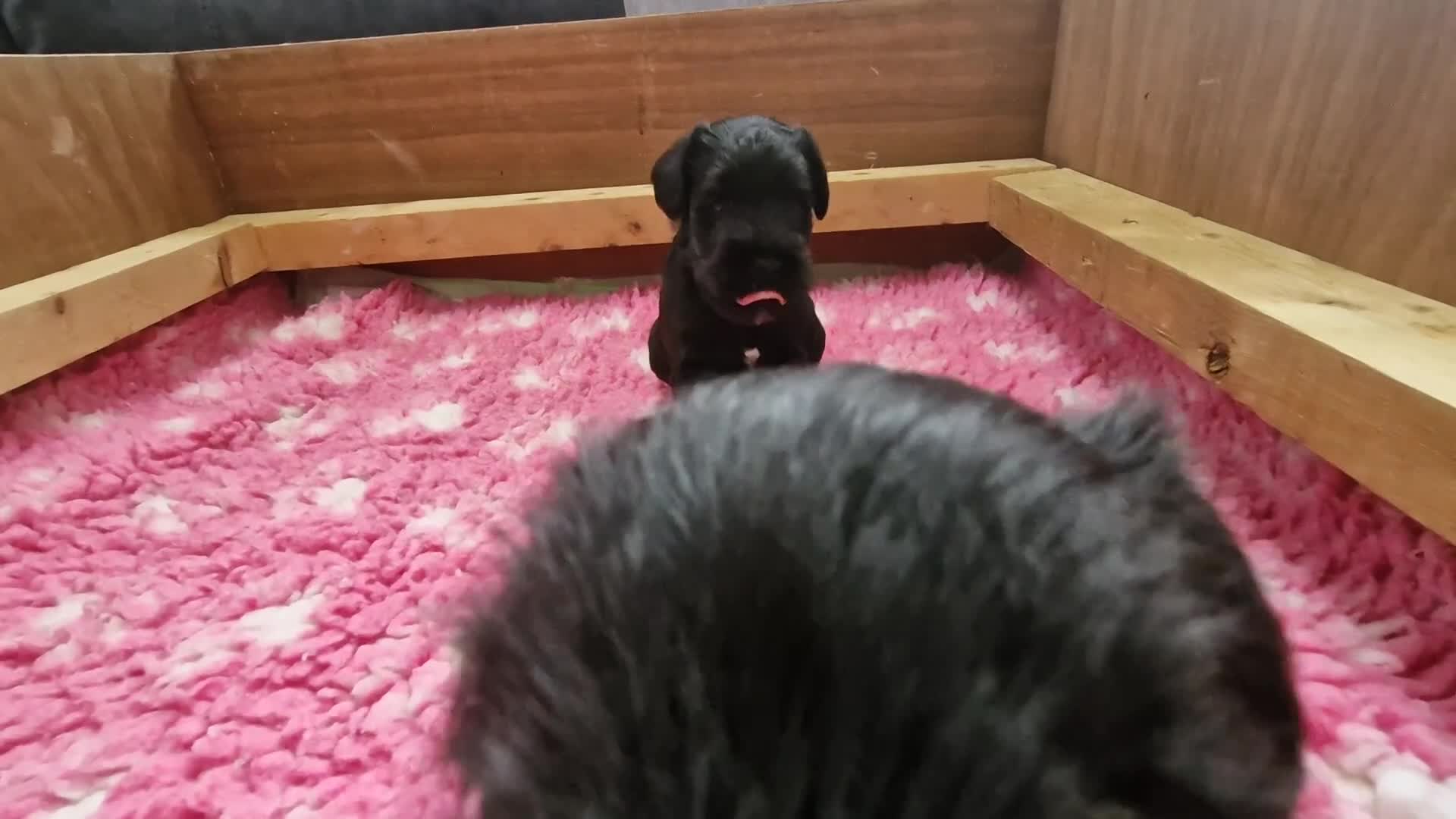 Miniature Schnauzer dogs for sale: Perfect Miniature Schnauzer Puppies, 1 boy, 1 girl - Video 1
