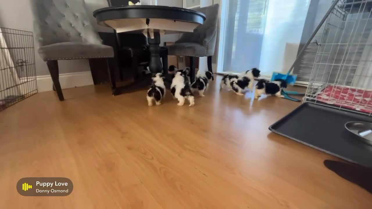 Shih Tzu dogs for sale: Shih Tzu Puppies - Video 1