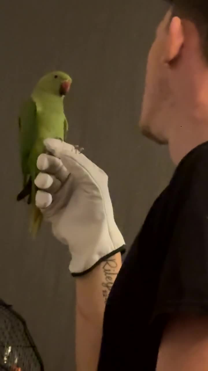 Ringnecks birds for sale: Indian ring neck  - Video 1