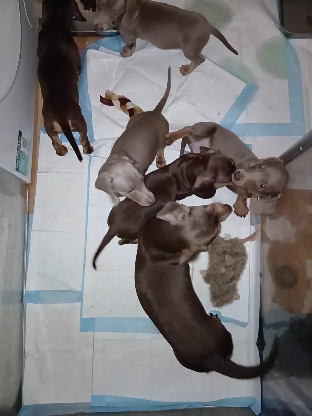 Dachshund dogs for sale: Now only 2 male mini dachshund puppies  - Video 1