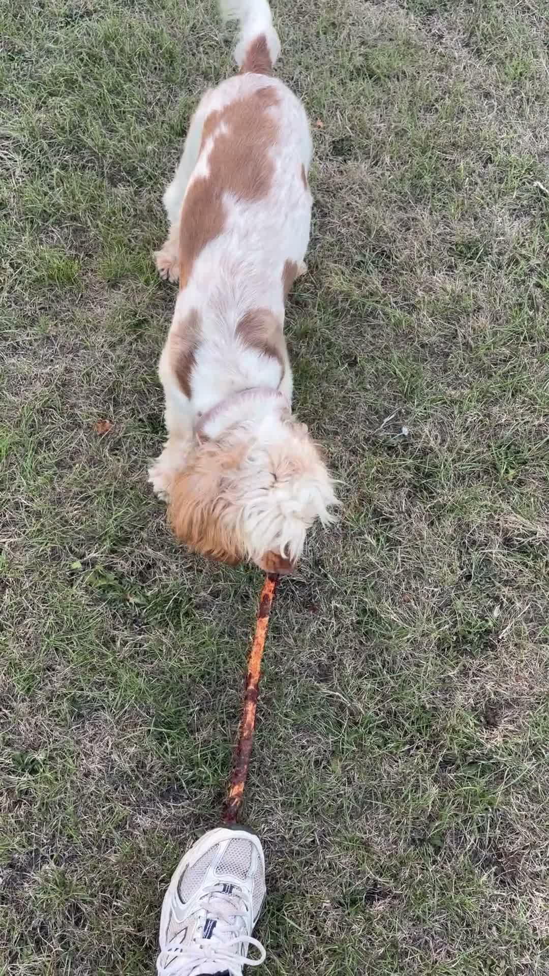 Cocker Spaniel dogs for sale: Looking for forever home for loving Mabel in Sutton - Video 1