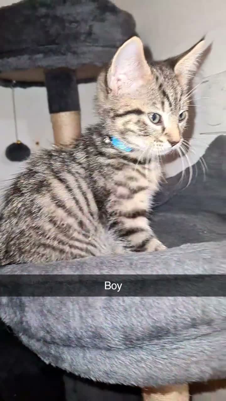 Mixed Breed cats for sale: Mother and 5 kittens  in Reading - Video 3