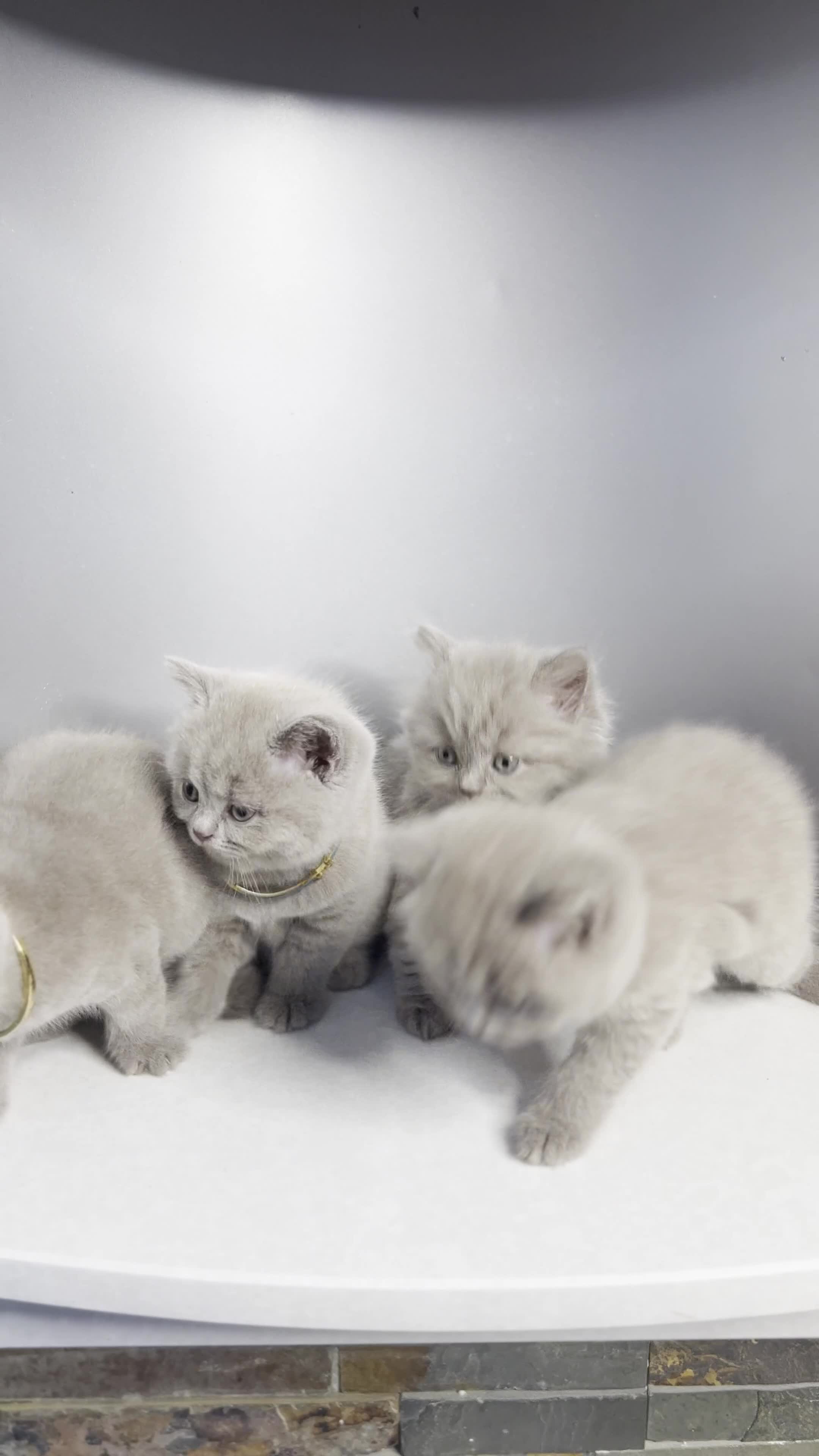 British Shorthair cats for sale: Last Female Lilac BSH TIKTOK FAMOUS  - Video 3
